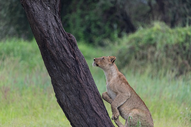 lake-manyara-national-park
